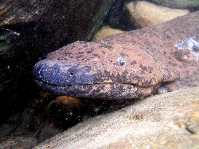 Salamandra gigante cinese selvatica