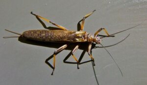 Close up of Zelandoperla stonefly