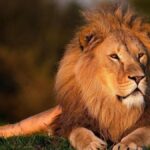 C’è un super predatore in Africa più temuto dei leoni