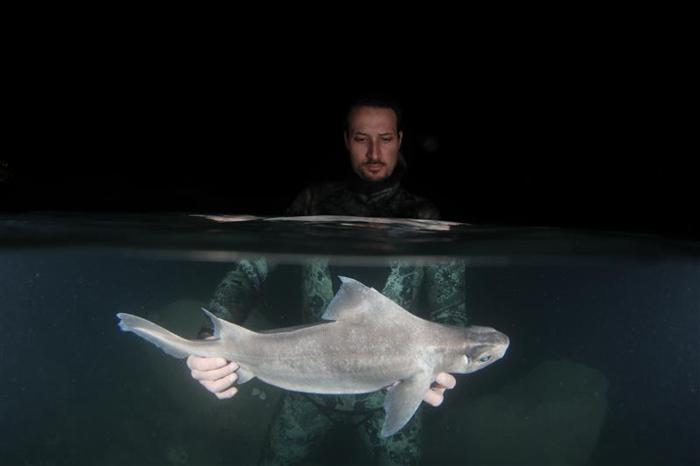 La foto mostra Andrej Gajic che tiene lo squalo ruvido angolare pallido sott'acqua. La foto è stata scattata di notte ma è stata illuminata dal basso. La testa e le spalle di Gajic sono incorniciate sopra l'acqua, che occupa la metà superiore dell'immagine, mentre la parte inferiore mostra le sue mani che tengono lo squalo chiaramente pallido. 