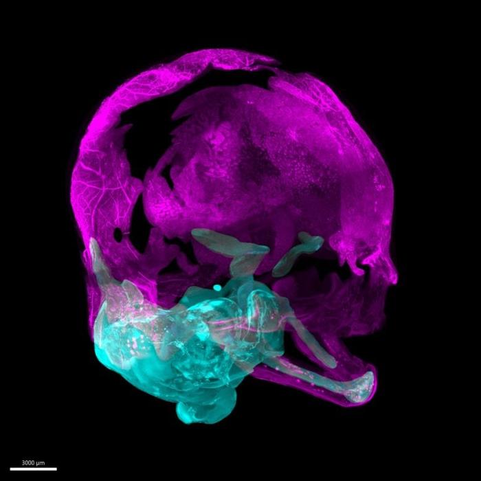 Vista 3D di immagini renderizzate che mostrano un cranio in via di sviluppo