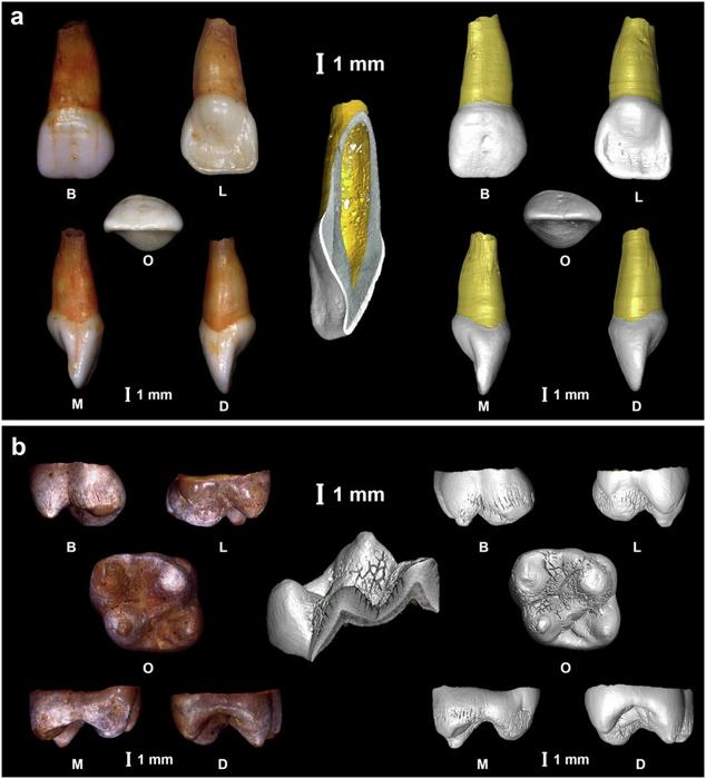 Analisi dei denti di 17.000 anni