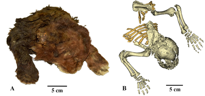 Il pelo esterno del gatto dai denti a sciabola (sinistra) e una scansione TC del campione che mostra le sue ossa (destra).