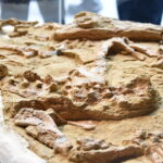 Scoperto in Perù il fossile di un coccodrillo risalente a 10 milioni di anni fa