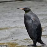 Rarissimo pinguino completamente nero avvistato sull’Isola della Georgia del Sud