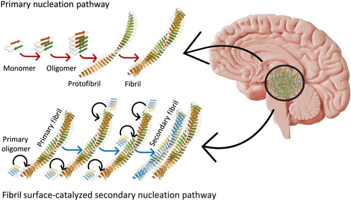 Gli scienziati identificano proteine 'superspreader' legate all'Alzheimer