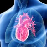 Cuori Artificiali: Speranza per la Rigenerazione Cardiaca