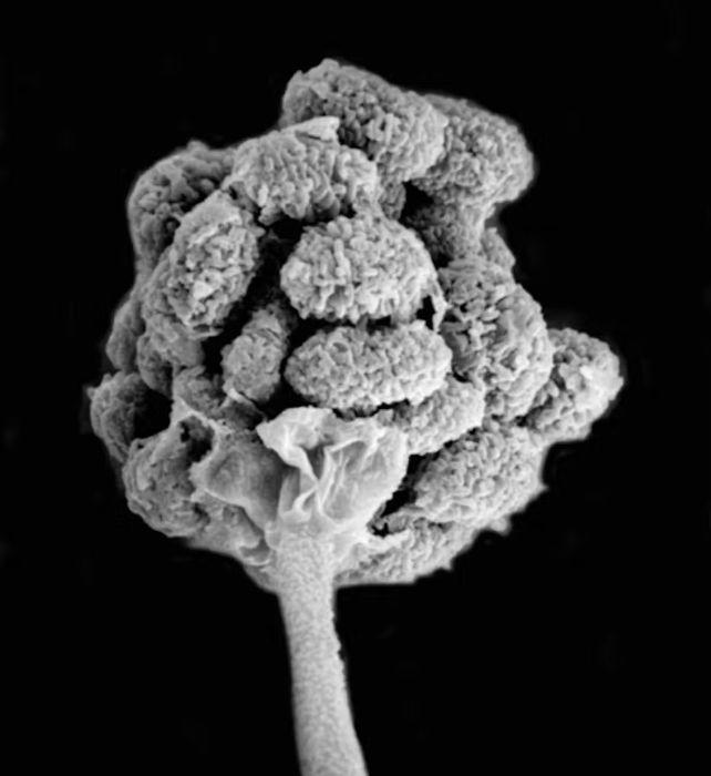 Immagine microscopica in bianco e nero di spore di muffa simili a broccoli