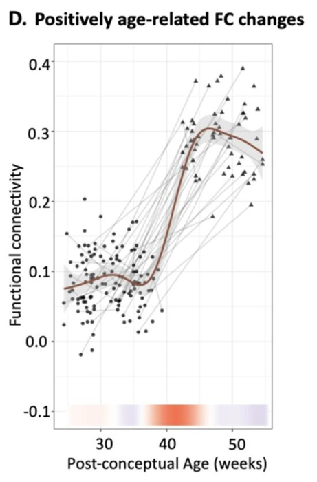 Attività funzionale del cervello alla nascita