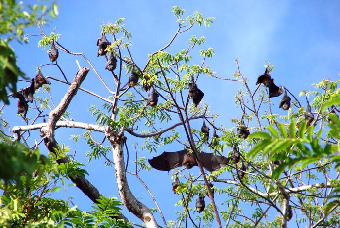 Pipistrelli della frutta che si posano durante il giorno.