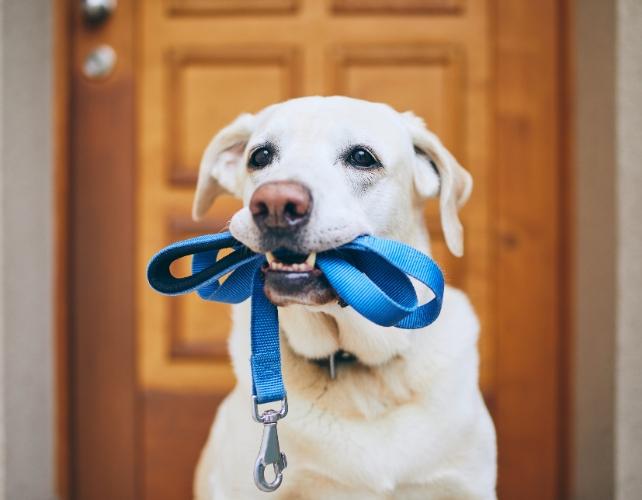 A dog holding a blue leash in its mouth