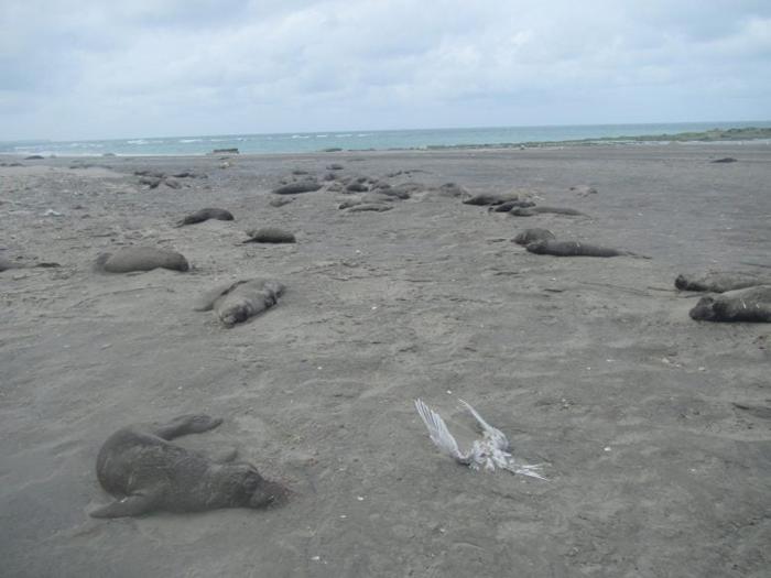 Carcasse di Cuccioli di Foca Elefante Ottobre 2023