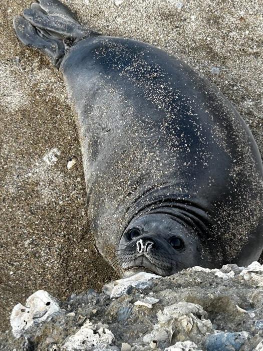 Foca Elefante Svezzamento