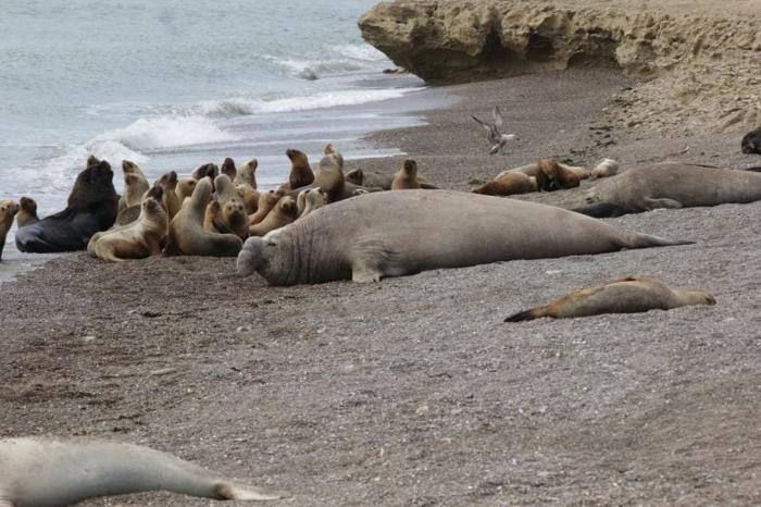 Foca Elefante e Leoni Marini nel 2024