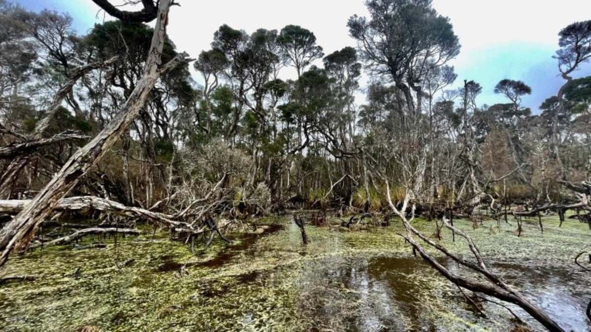 Emerald-Swamp-Three-Hummock-Island-777x437-1.jpg