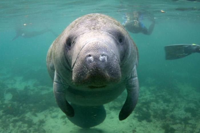 Florida-Manatees-Close-777x518-1-1.jpg