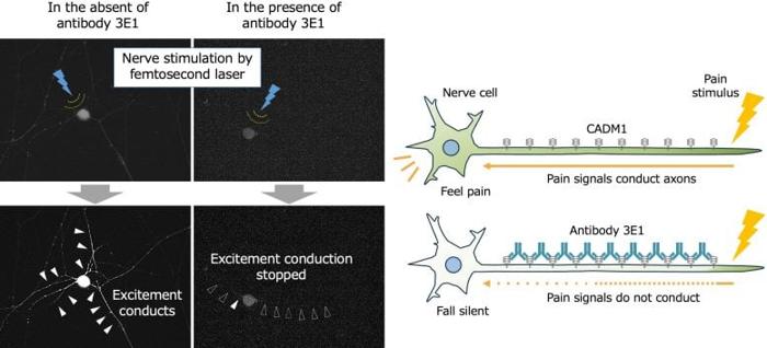 L'anticorpo anti CADM1 ad alta affinità sopprime i segnali neuronali prodotti in risposta a uno stimolo doloroso