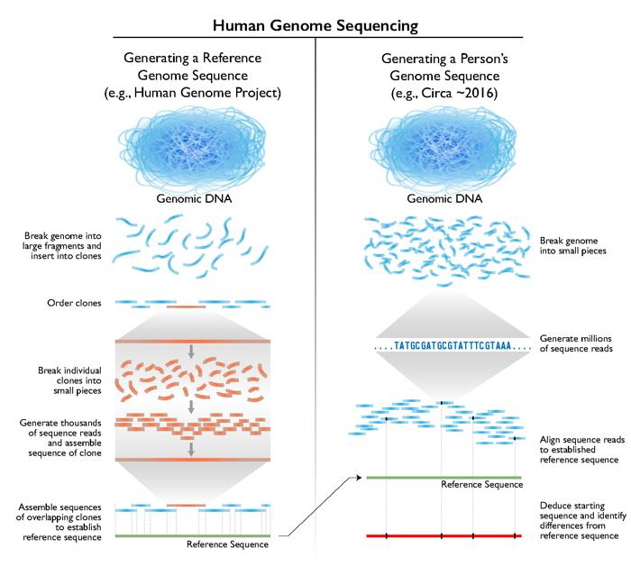 Original human genome sequencing method and how individual genomes are now sequenced