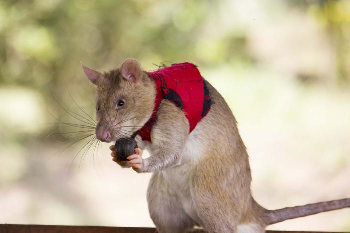 grande ratto marrone in piedi sulle zampe posteriori, indossa un piccolo gilet rosso e tiene in mano una palla marrone