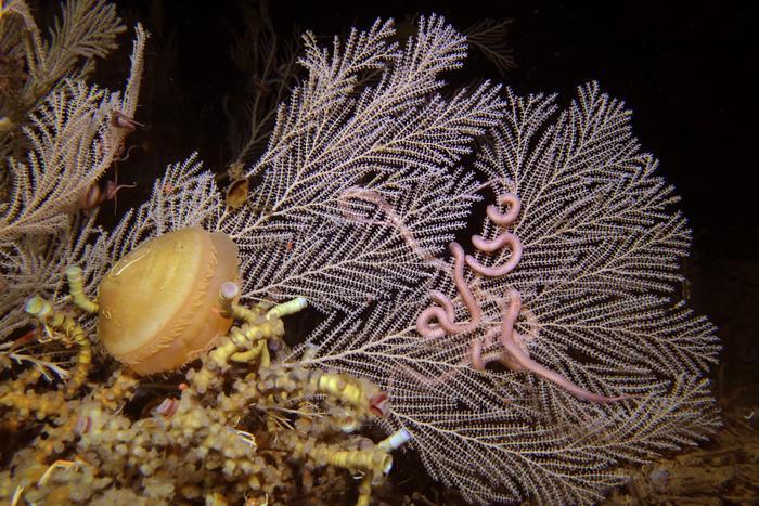 Il corallo Callogorgia delta insieme a vermi tubo e una clamide