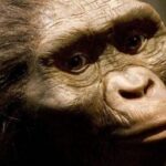 Lucy: Il Mito dell’Australopithecus Afarensis