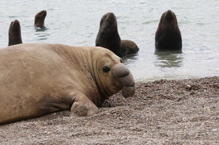 Maschio Foca Elefante Vicino ai Leoni Marini