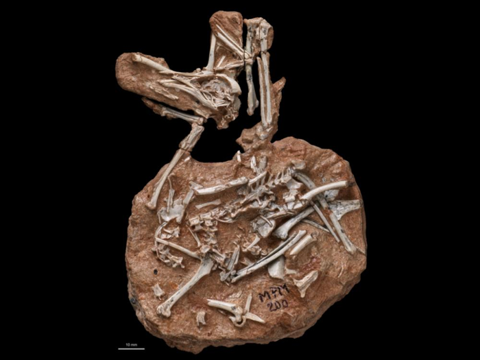 Lo scheletro di Navaornis, un uccello fossile dell'era dei dinosauri.