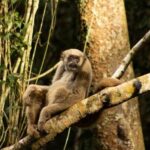 Muriqui settentrionali: preferenze genetiche nell’accoppiamento