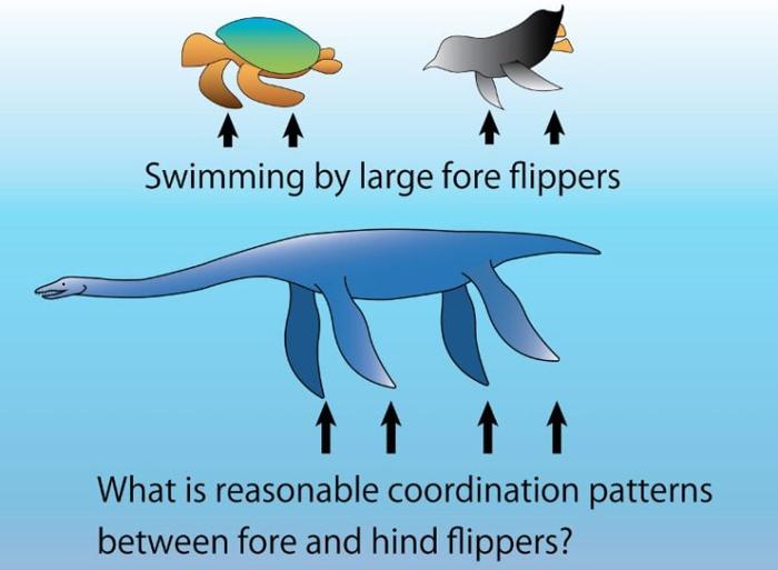 Plesiosaur With a Unique Morphology Graphic