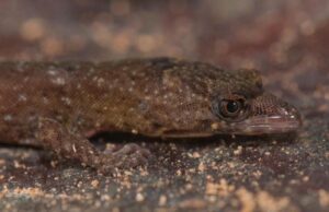 Pseudogonatodes fuscofortunatus Close-Up