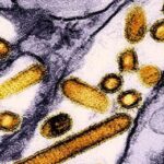 Influenza Aviaria Negli Esseri Umani: Rischi e Prevenzione