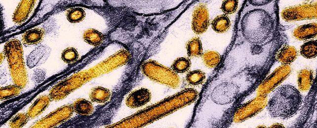 Micrografia che mostra particelle di virus a bastoncello e sfera gialla nel tessuto renale viola