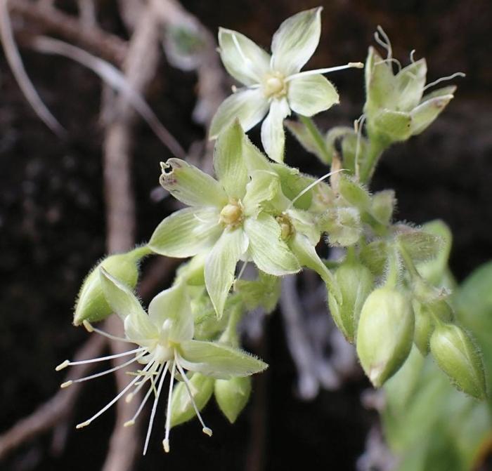 Schiedea waiahuluensis Raccolto dal drone