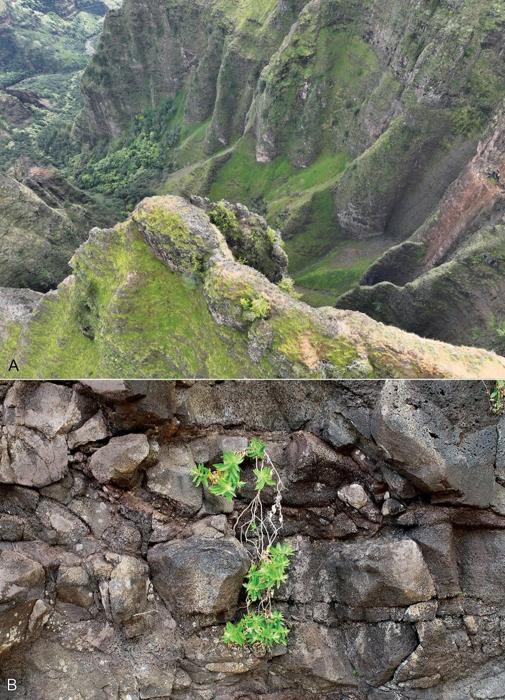 Habitat di Schiedea waiahuluensis