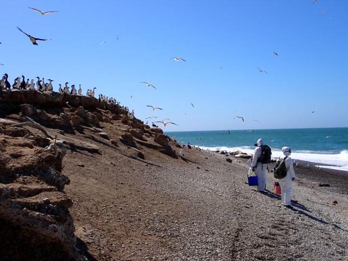 Scienziati che Ispezionano la Spiaggia per Segni di HPAI