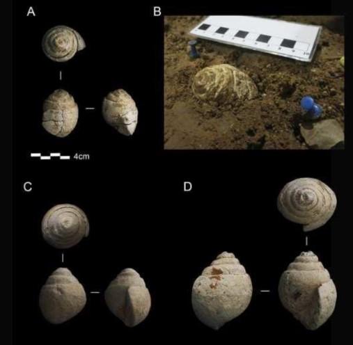 Fossili marini raccolti dai Neanderthal