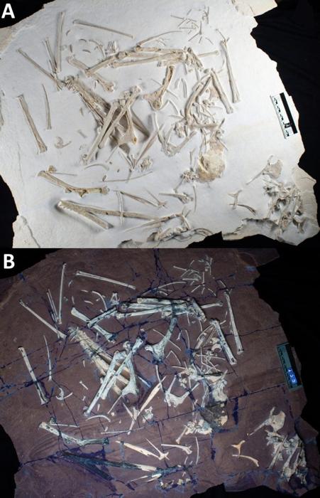 Fossile di Skiphosoura bavarica