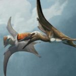 La scoperta di Skiphosoura: un nuovo capitolo nell’evoluzione dei pterosauri