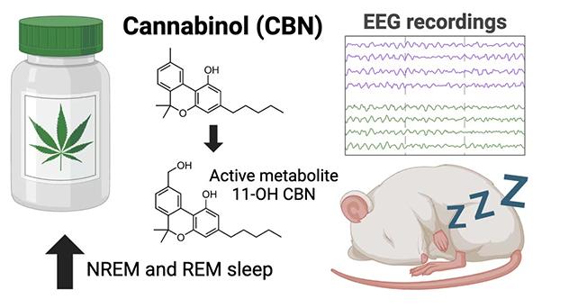 Diagramma degli effetti della cannabis