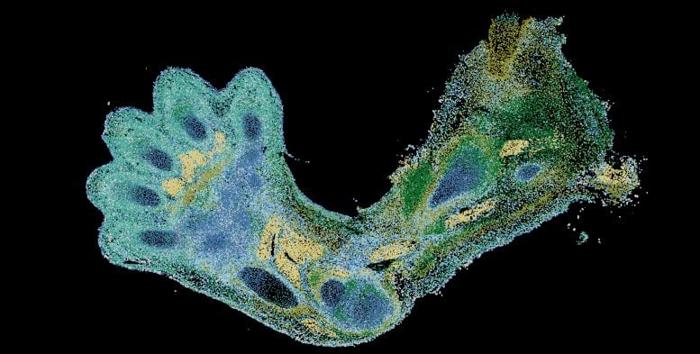 Spatial Transcriptomics of Developing Upper Limb