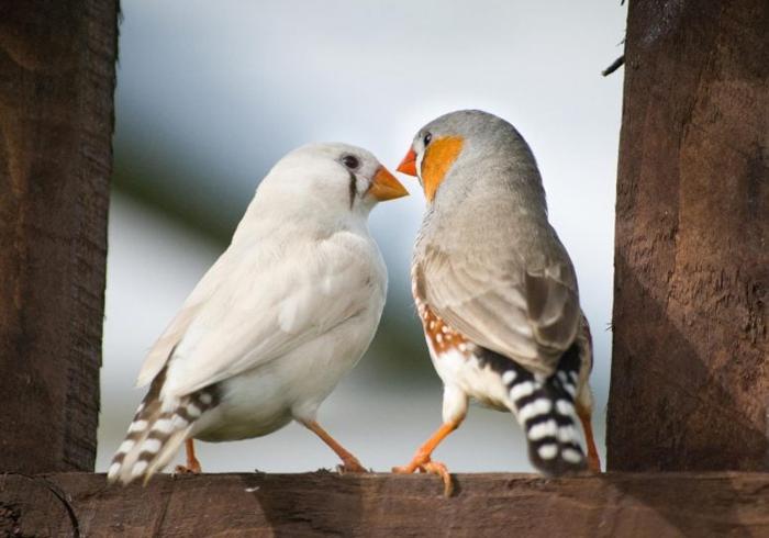 Zebra Finches