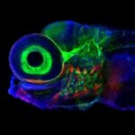 Scoperta chiave: reti neurali e movimento degli occhi nei pesci zebra