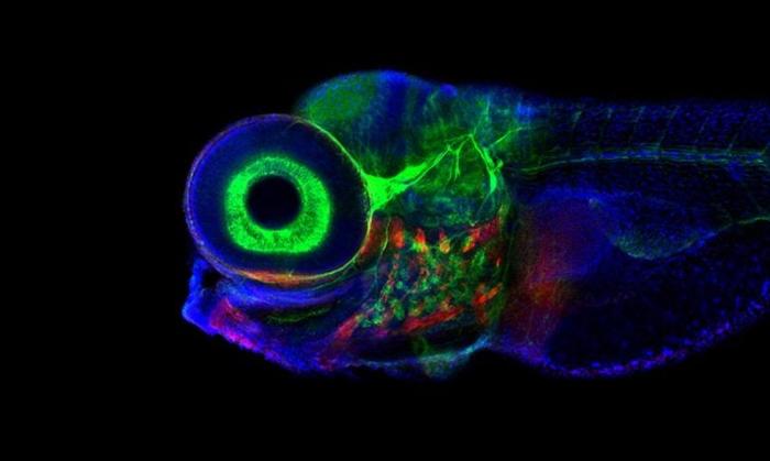 Microscopio Confocale Zebrafish Movimento Occhi Cervello