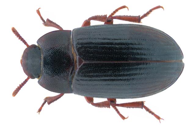 scarabeo tenebrionide