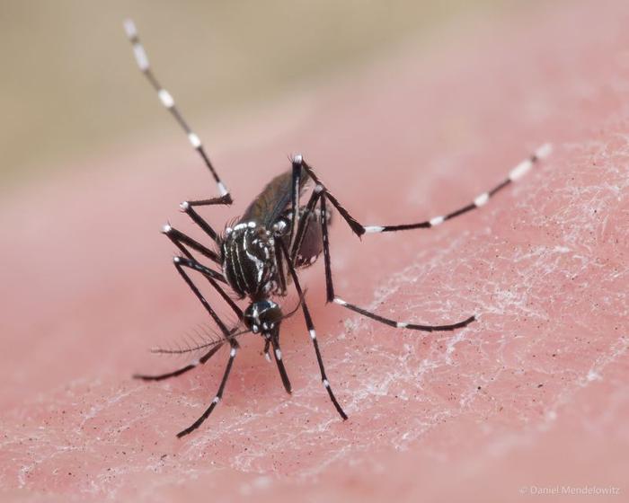 Zanzara Aedes aegypti sulla pelle