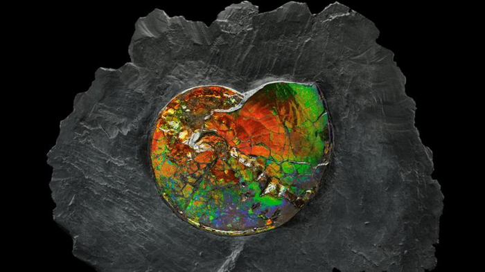 un ammonite in iridescente arcobaleno ammolite