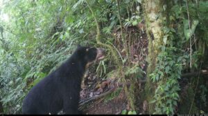 Un orso delle Ande nel bosco.