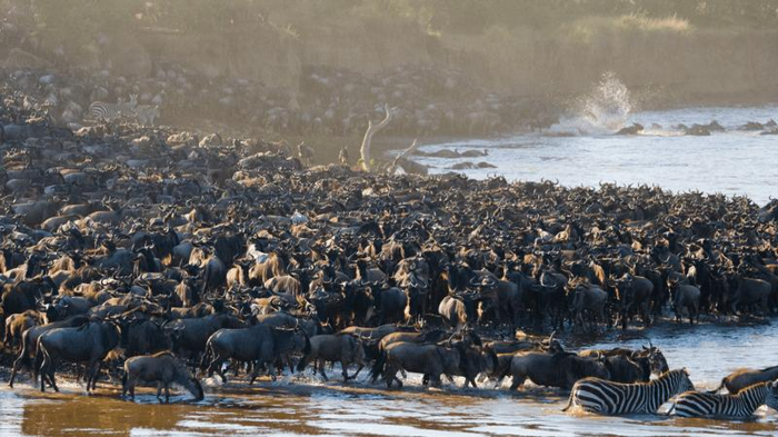 un enorme numero di bufali e zebre che attraversano un fiume insieme