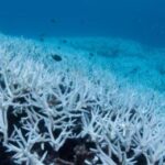 Sbiancamento di massa minaccia la Grande Barriera Corallina