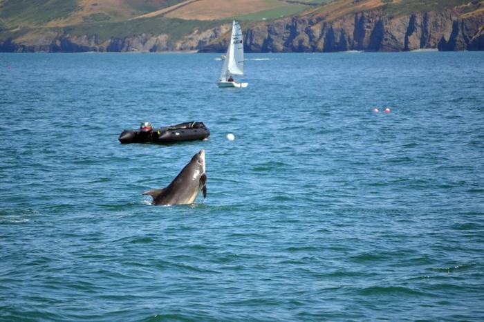 delfino dal naso a bottiglia che salta fuori dalla superficie del mare, con un gommone e una barca a vela visibili più lontano